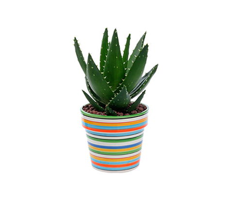 合肥聚美堂 花卉綠植租賃，省時省心之選