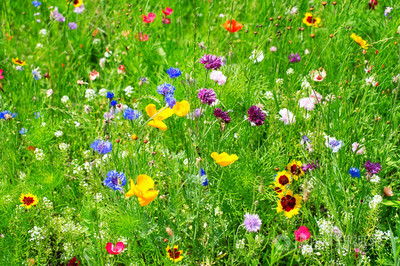 野生花卉在園林綠化施工中的應(yīng)用與價(jià)值