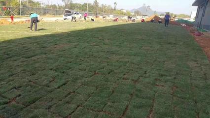 綠化工程全方位解析 從學(xué)校企業(yè)到園林施工與養(yǎng)護(hù)管理